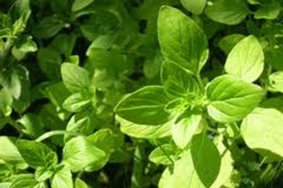 VibeX ® VXI-11 Italian Oregano (origanum vulgare) Seed(200 per packet)
