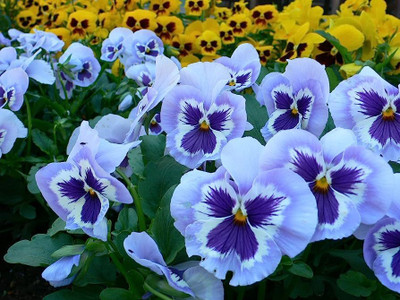 Bula Plant House Penji flower seeds/Pansy flower seeds 50 Seed(17 per packet)