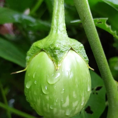 ibains Green round brinjal seeds Seed(300 per packet)