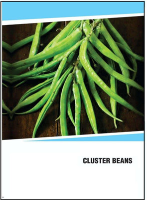 CYBEXIS Hybrid Cluster Beans Seeds(1000 Seeds) Seed(1000 per packet)