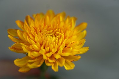 Quentova Chrysanthemum Flower-6T-XLR Seed(100 per packet)