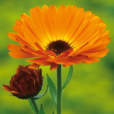 GREENSEA Calendula Flower Seed(22 per packet)