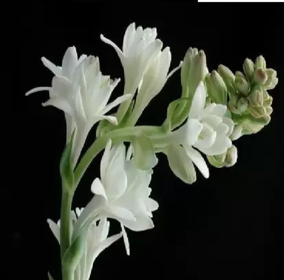 BDSresolve Most fragrance tuberse/rajani gandha flower bulbs seeds/bulbs Seed(2 per packet)