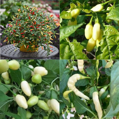 ibains Round chilli seeds80 Seed(80 per packet)