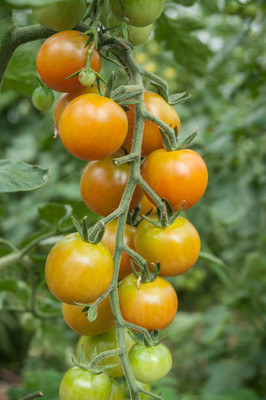 SeedStore tomato Seed(135 per packet)