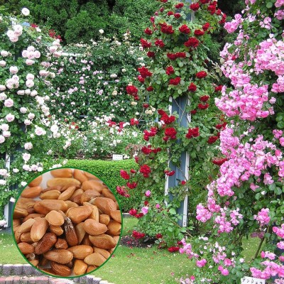 Qualtivate ICRA-5A Red Climbing Rose Seed(25 per packet)