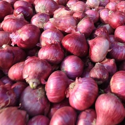 Qualtivate PUAS-6A Onion Red F1 Hybrid Seeds Seed(500 per packet)