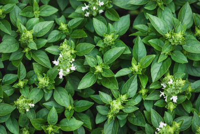 VibeX ® XLR-40 Basil 'Greek Columnar' Seed(1000 per packet)