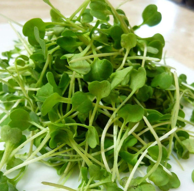WILLVINE Arugula Roquette Lettuce Spring/Fall Garden Containers Vegetable-[2500 Seeds] Seed(2500 per packet)