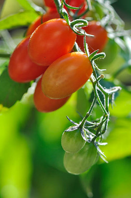 SAFRONI tomato Seed(100 per packet)