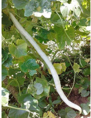VYDER Snake Gourd White Long Seed(100 per packet)