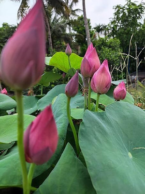 jkfarm Lotus, Kamal Seed(24 per packet)