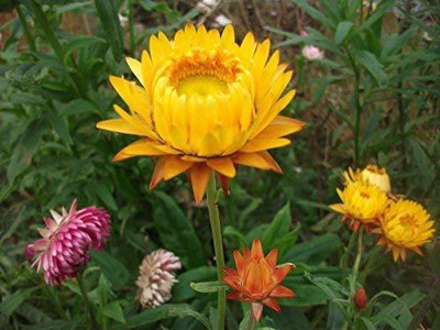 KANAYA Hybrid Calendula Seed(70 per packet)