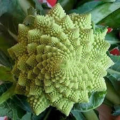 CYBEXIS LX-30 - Organic Romanesco Broccoli - (1350 Seeds) Seed(1350 per packet)