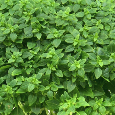WILLVINE XLR-52 Basil, Spicy Globe Herb Seeds Seed(2000 per packet)