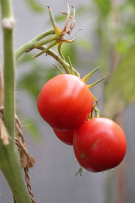 ZIFR tomato Seed(145 per packet)
