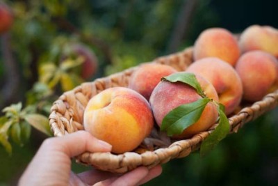 ACCELCROP Peach Fruit Seeds For Home Gardening Seed(9 per packet)