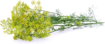 CYBEXIS KGF -54 - Dill Mammoth Long Island - (2250 Seeds) Seed(2250 per packet)