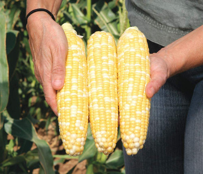 VibeX ® XXL-301 Sweet Corn Gotta Have It Hybrid Seed(500 per packet)