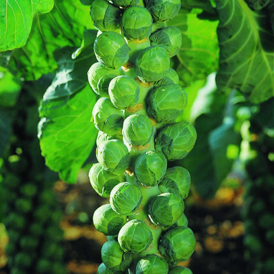 WILLVINE VMR -I Brussels Sprout Organic F1 Hybrid [2.5g] Seed(750 per packet)