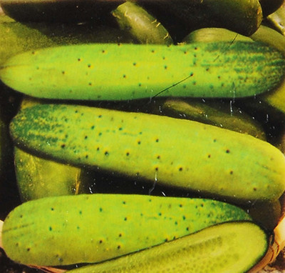 VibeX ® XLR-730 Cucumber Super Long Green Seed(200 per packet)