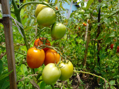UGRA tomato Seed(100 per packet)