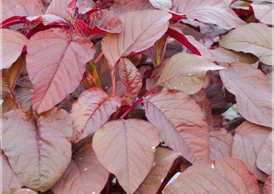 CEZIUS Best in Germination Amaranthus Red (Thandu keerai) Seed(1200 per packet)