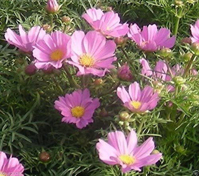 CYBEXIS COSMOS Seeds -DWARF PINK - Tolerates poor, dry soil - Easy to grow Flowers Seed(1 g)
