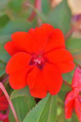 XOLDAA balsam frower Seed(15 per packet)