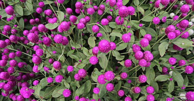 Aywal Gomphrena Red Strawberry Flower Seed(30 per packet)