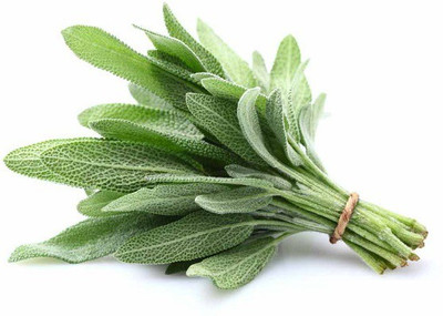 CYBEXIS SAGE SEEDS700 Seeds Seed(700 per packet)