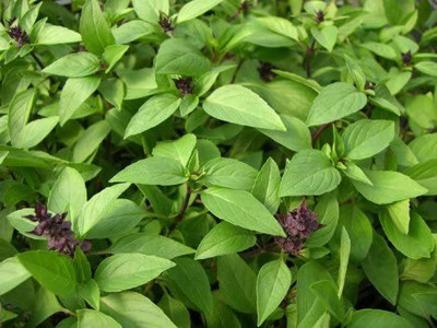 CYBEXIS PAU-45 - Siam Queen Thai Basil - (4500 Seeds) Seed(4500 per packet)