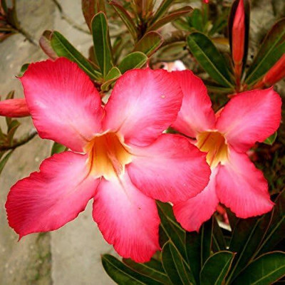 Qualtivate LX-255 Red Desert Rose Seeds Adenium Obesum Seed(30 per packet)