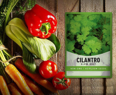CYBEXIS NDIR-34 - Cilantro (Slow Bolt) - (750 Seeds) Seed(750 per packet)
