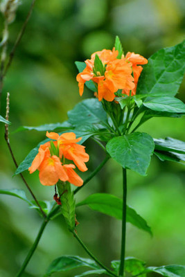 Somadev kanakambaram-firecracker-crossandra Seed(18 per packet)