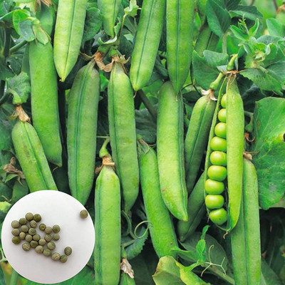 CYBEXIS F1 Hybrid Seeds of Vegetable Pea Progress 1600 Seeds Seed(1600 per packet)