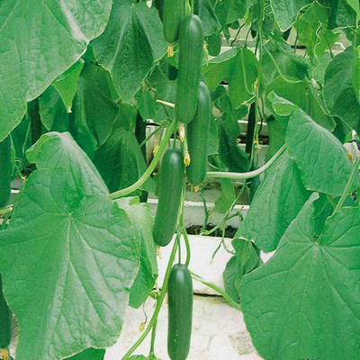 CYBEXIS Seeds Home Garden Plant Delicious Green Cucumber Seeds2000 Seeds Seed(2000 per packet)