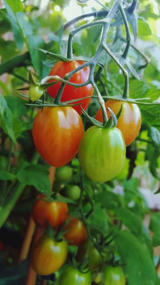 Radhakrishna tomato Seed(95 per packet)
