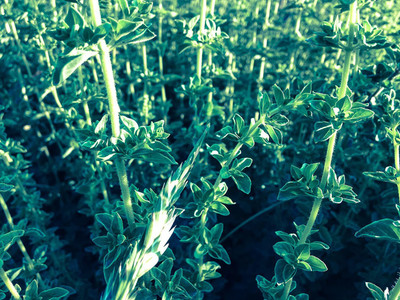 CYBEXIS TLX-92 - Italian Oregano (origanum vulgare) - (1350 Seeds) Seed(1350 per packet)