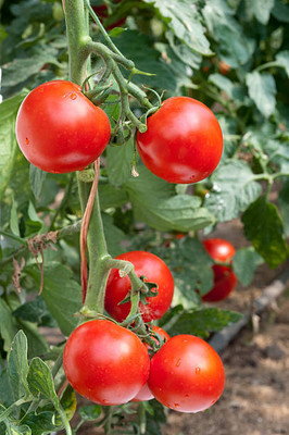 Chipku tomato Seed(70 per packet)