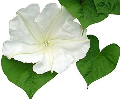 VibeX LXI-22 - White Evening Blooming Vine - Climbing Vine Up to 15' - (100 Seeds) Seed(100 per packet)