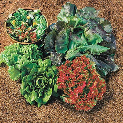 Qualtivate HUA-7A Summer Glory Blend Lettuce Seeds Seed(300 per packet)