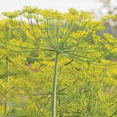 CYBEXIS XLR-40 - Fernleaf Dill - (750 Seeds) Seed(750 per packet)