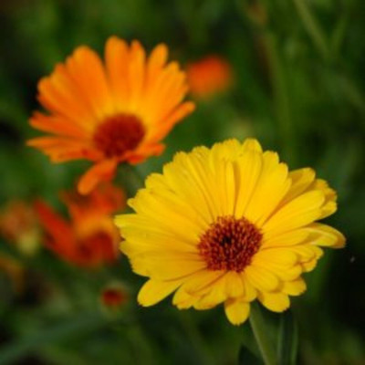 Lippy Calendule - Marigold pot Seed(70 per packet)