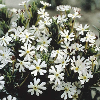 CYBEXIS Phlox Flower Seeds/Delicate White Flowers with Superb Evening scent Seed(1 g)