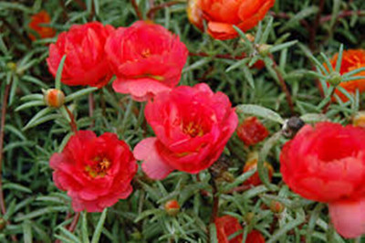 AGRYSO Red Portulaca Grandiflora Seed, Moss Rose Flower, Natural Seed(50 per packet)
