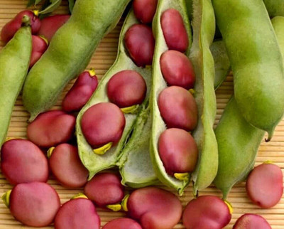 CYBEXIS Broad Bean Seed(800 per packet)