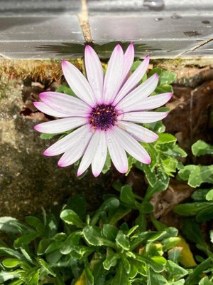 Lorvox Dimorphotheca Seeds Early Variety Seed(100 per packet)
