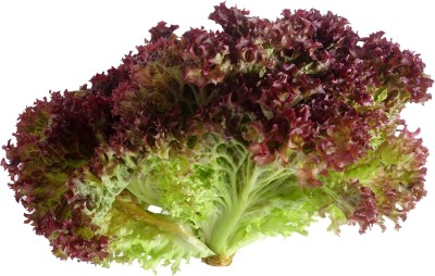 Qualtivate HYB-5A Lollo Rosso - Lettuce Seeds Seed(300 per packet)