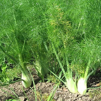 CYBEXIS NDIR-51 - Florence Fennel (Finnochio) - (750 Seeds) Seed(750 per packet)